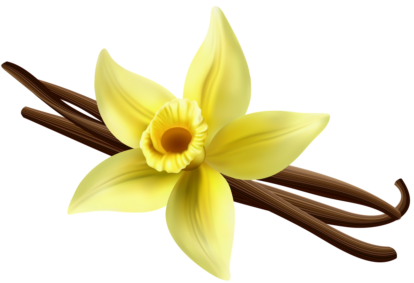 Vanilla